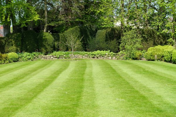 Backyard Lawn Laying