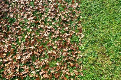 Cleaned Up Lawn with Fallen Leaves