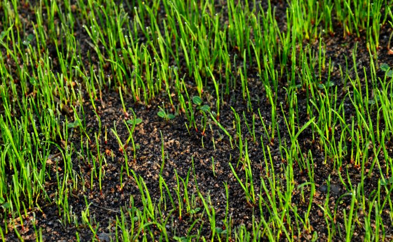 Lawn Installation in Spring